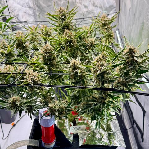 Jelly Donutz growlog timeline photo