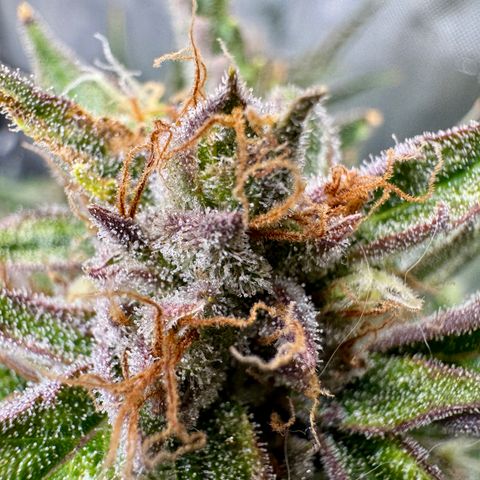 Jelly Donutz growlog timeline photo