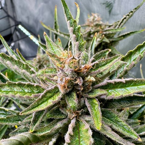 Jelly Donutz growlog timeline photo