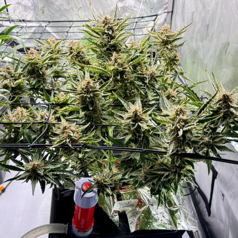 Jelly Donutz growlog timeline photo