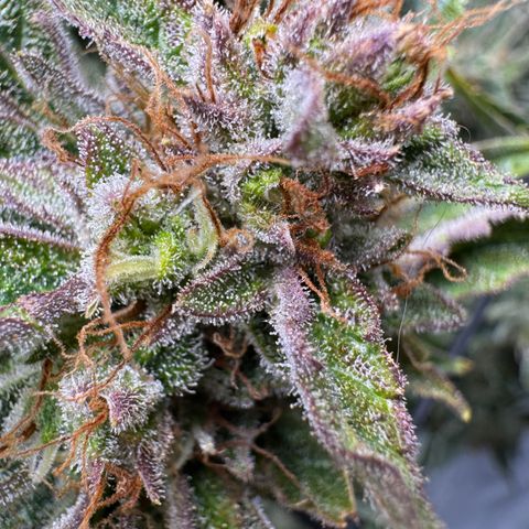 Jelly Donutz growlog timeline photo