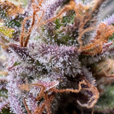 Jelly Donutz growlog timeline photo