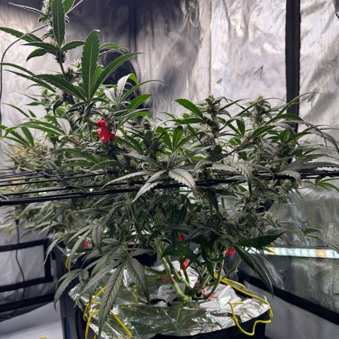 Sour Stomper 1 growlog timeline photo