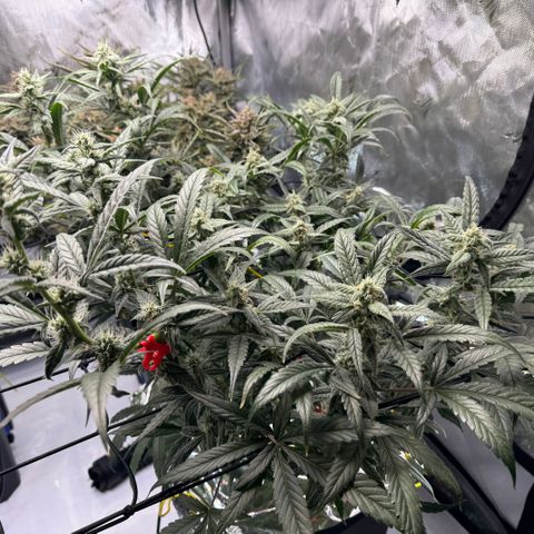 Sour Stomper 1 growlog timeline photo