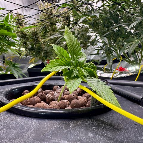 Garlic Nebula Rot growlog photo