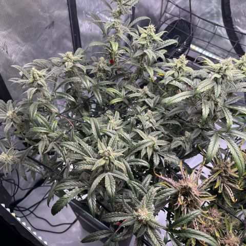 Sour Stomper 1 growlog timeline photo