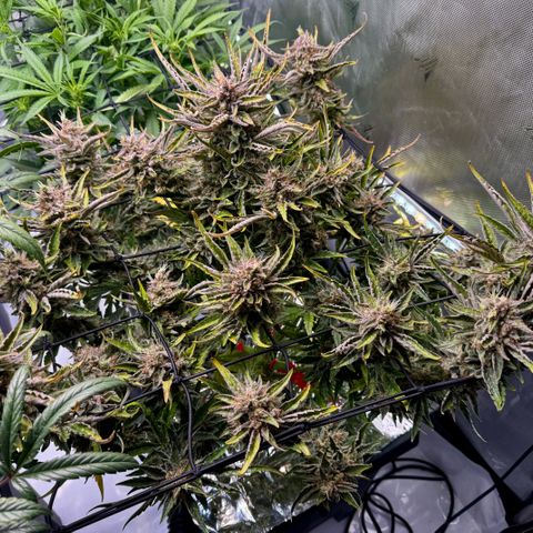 Jelly Donutz growlog timeline photo