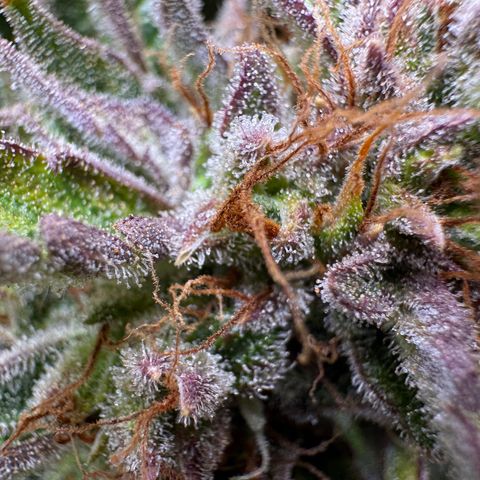 Jelly Donutz growlog timeline photo