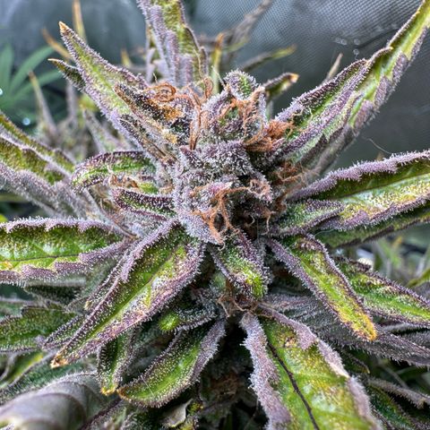 Jelly Donutz growlog timeline photo