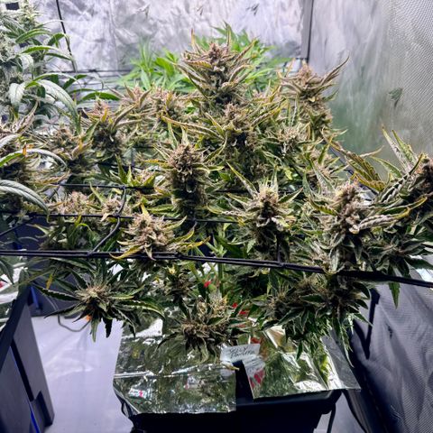 Jelly Donutz growlog timeline photo