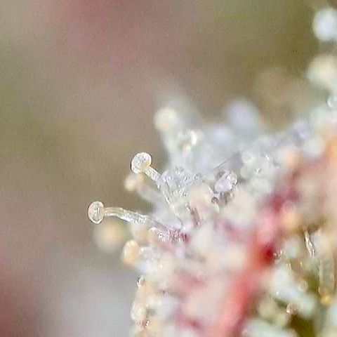 Jelly Donutz growlog timeline photo