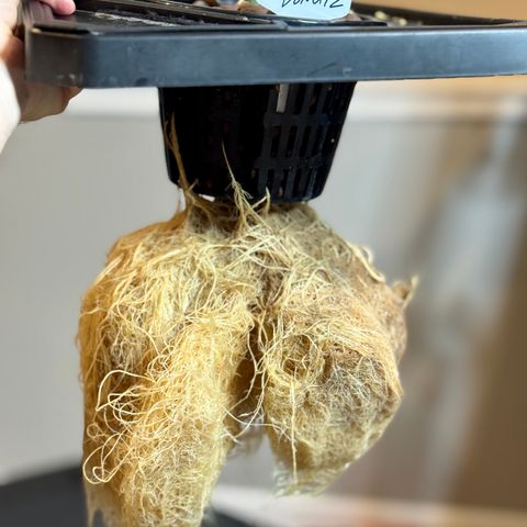 Jelly Donutz growlog timeline photo