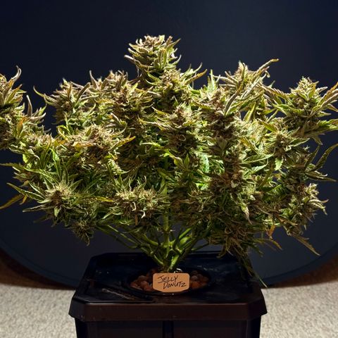 Jelly Donutz growlog timeline photo
