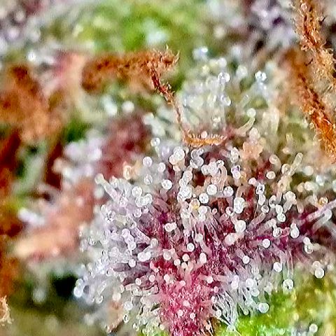 Jelly Donutz growlog timeline photo