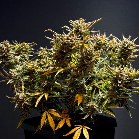 Jelly Donutz growlog timeline photo