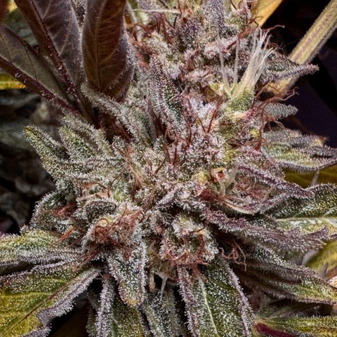 Jelly Donutz growlog timeline photo