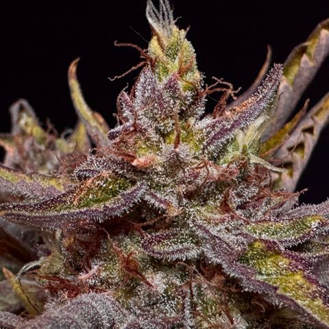 Jelly Donutz growlog timeline photo