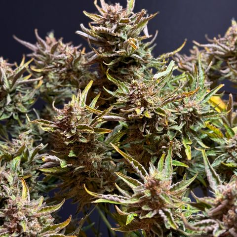 Jelly Donutz growlog timeline photo