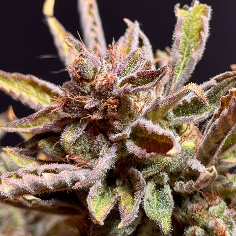 Jelly Donutz growlog timeline photo