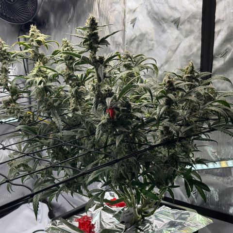 Sour Stomper 1 growlog timeline photo