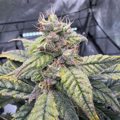 Sour Stomper 1 growlog timeline photo
