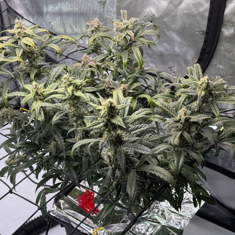 Sour Stomper 1 growlog timeline photo