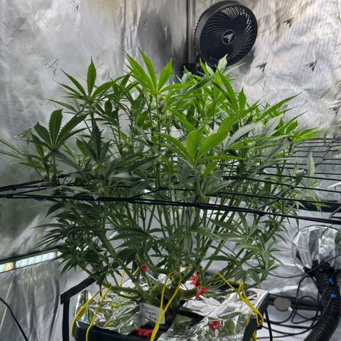 Banana Purple Punch Auto growlog timeline photo