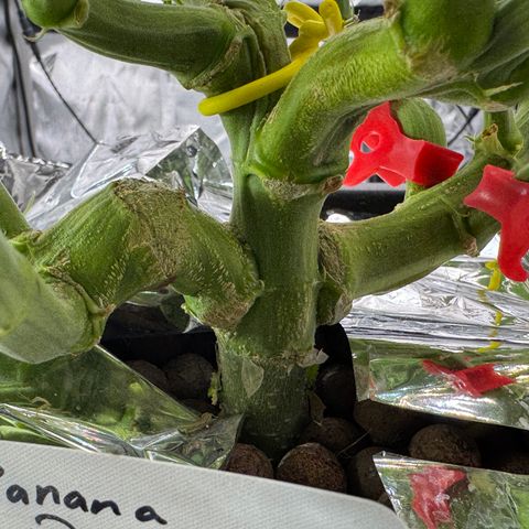 Banana Purple Punch Auto growlog timeline photo