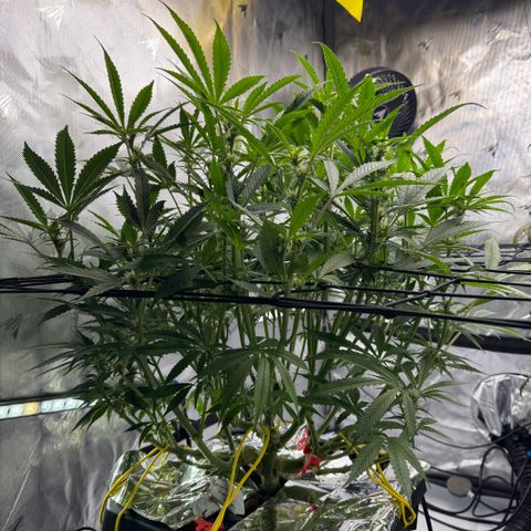 Banana Purple Punch Auto growlog timeline photo