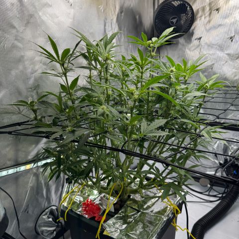 Banana Purple Punch Auto growlog timeline photo
