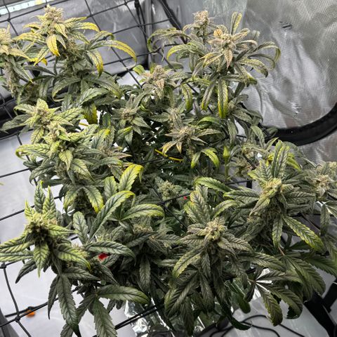 Sour Stomper 1 growlog timeline photo