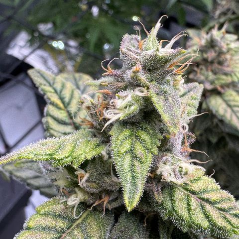 Sour Stomper 1 growlog timeline photo