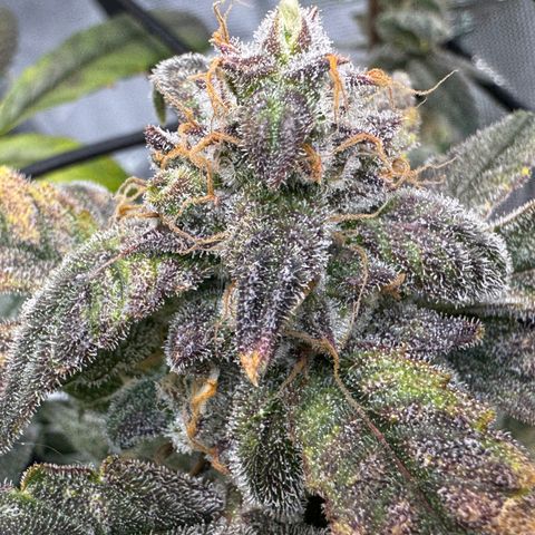 Sour Stomper 1 growlog timeline photo