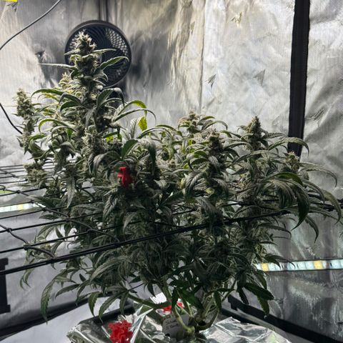 Sour Stomper 1 growlog timeline photo