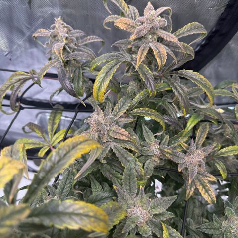 Sour Stomper 1 growlog photo: Accelerated fading, appears to me magnesium def. Changed res. 