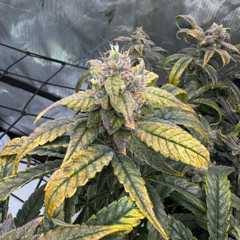 Sour Stomper 1 growlog photo: Accelerated fading, appears to me magnesium def. Changed res. 