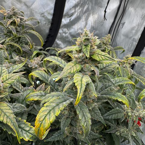 Sour Stomper 1 growlog photo: Accelerated fading, appears to me magnesium def. Changed res. 