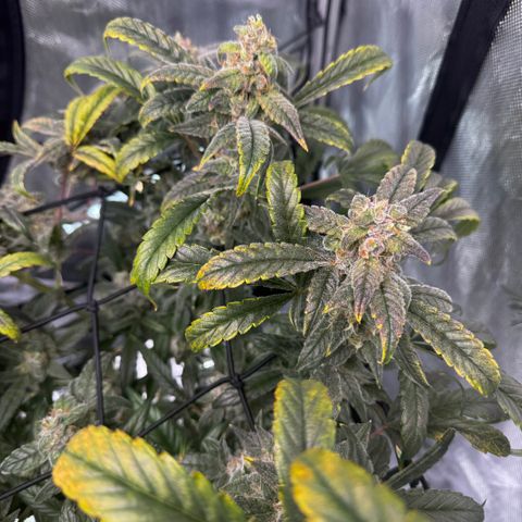 Sour Stomper 1 growlog photo: Accelerated fading, appears to me magnesium def. Changed res. 
