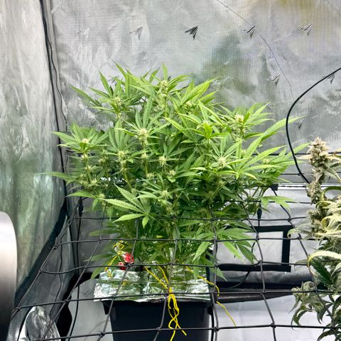 Banana Purple Punch Auto growlog timeline photo