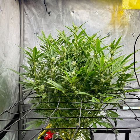 Banana Purple Punch Auto growlog timeline photo