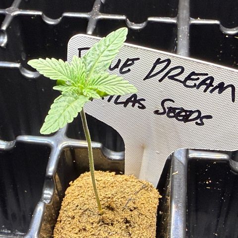 Blue Dream Auto Atlas growlog timeline photo