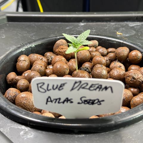 Blue Dream Auto Atlas growlog timeline photo