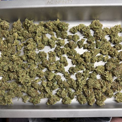 Jelly Donutz growlog timeline photo