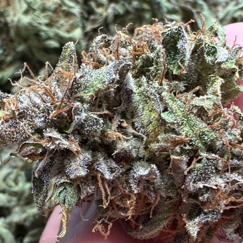 Jelly Donutz growlog timeline photo