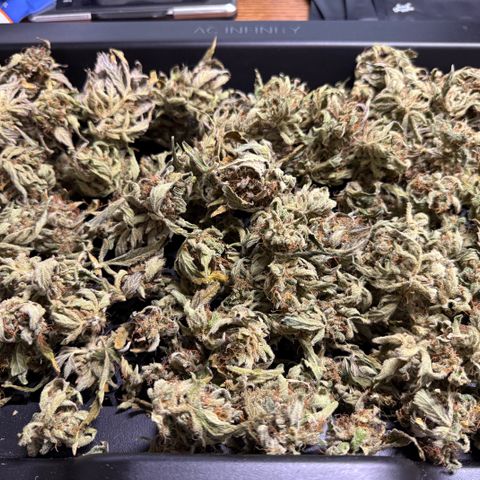 Jelly Donutz growlog timeline photo