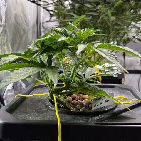 Garlic Nebula Rot growlog timeline photo
