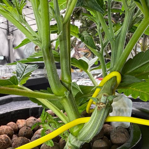 Garlic Nebula Rot growlog timeline photo