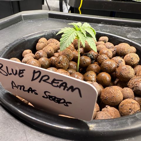 Blue Dream Auto Atlas growlog photo: Added some after photo to increase humidity