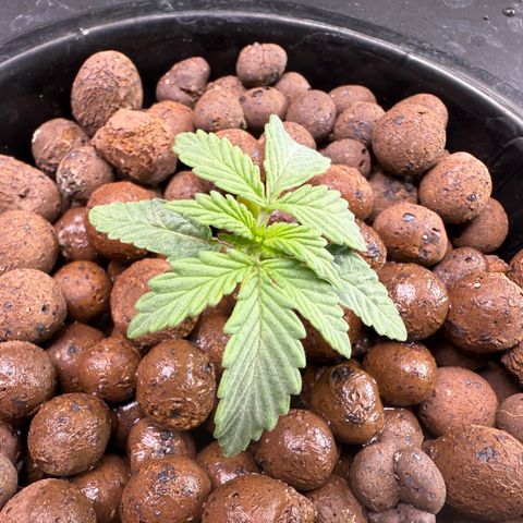 Blue Dream Auto Atlas growlog photo: Added some after photo to increase humidity