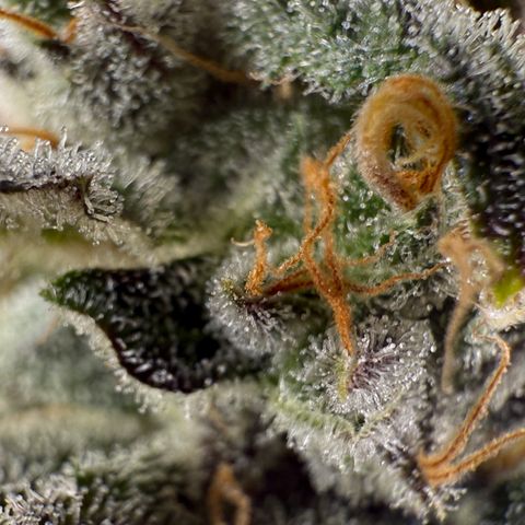 Sour Stomper 1 growlog timeline photo